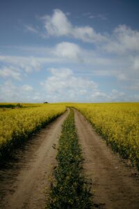 Scenic dirt path winding through a lush yellow canola field under a clear blue sky.